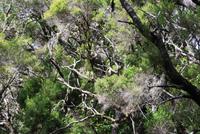 Garajonay Nationalpark