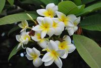 El Molino - Don Ramon