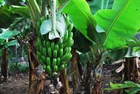 Arucas Garten der Gräfin