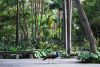 Arucas Garten der Gräfin