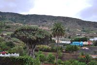 Icod de los Vinos - Drachenbaum