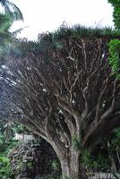 Arucas Garten der Gräfin - Drachenbaum