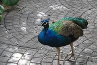 Arucas Garten der Gräfin