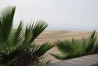 Maspalomas - Sand-Dünen