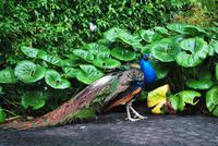 Gran Canaria - Arucas - Garten der Gräfin