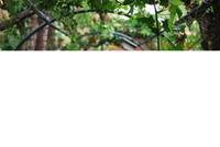 Gran Canaria - Arucas - Garten der Gräfin