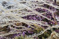 La Palma - Observatorium