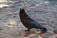 La Palma - La Cumbrecita