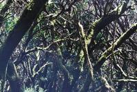 La Gomera - Nationalpark Garajonay