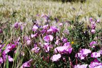 La Gomera - Igualero