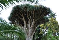 Teneriffa - La Orotava - Botanischer Garten