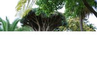 Teneriffa - La Orotava - Botanischer Garten