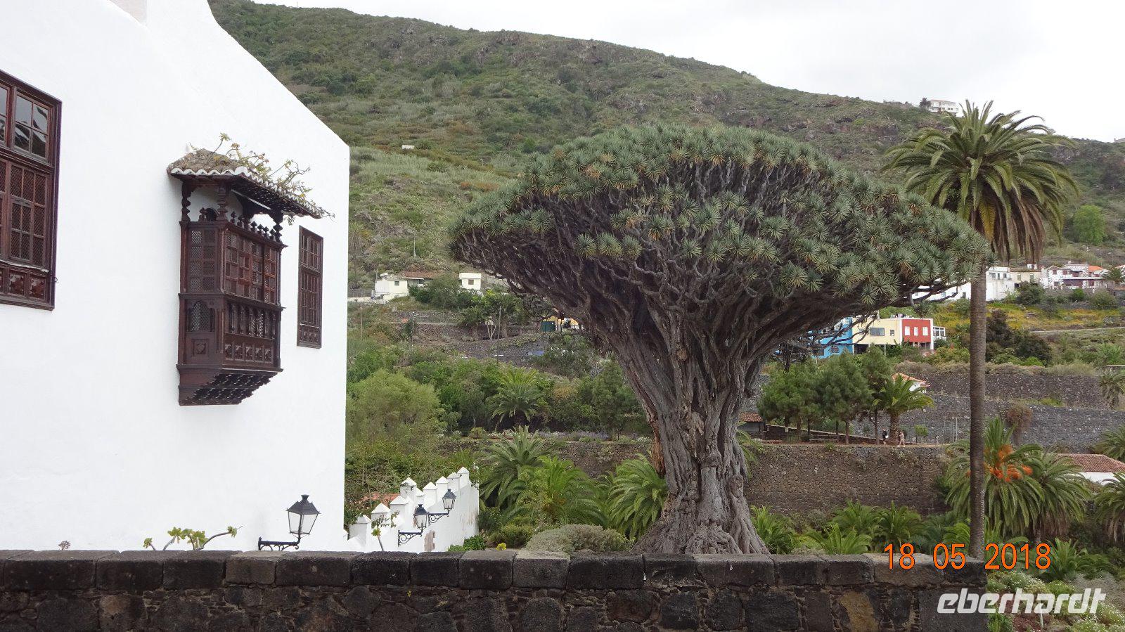 Tag -Teneriffa -Drachenbaum