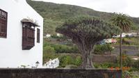 Tag -Teneriffa -Drachenbaum