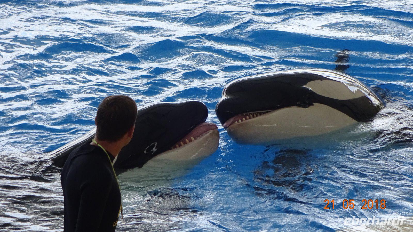 Tag - Teneriffa - Loro Parque