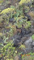 La Gomera - Bergziege
