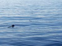 Kurzflossenpilotwale