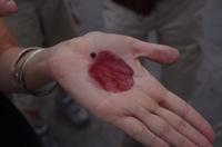 Farbe von Blattläusen