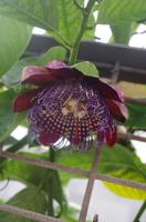 Schönheiten der Flora