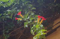 Schönheiten der Flora