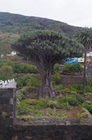 1000-jähriger Drachenbaum