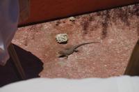 kleine tierische Begegnungen