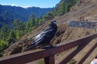 kleine tierische Begegnungen