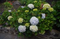 Schönheiten der Flora