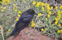 kleine tierische Begegnungen