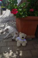 kleine tierische Begegnungen