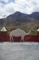 Kameloase - Gran Canaria