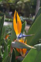 Schönheiten der Flora