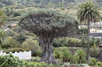 Icod de los Vinos - Drachenbaum