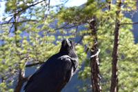 Nationalpark Caldera de Taburiente