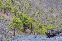 Volcan de San Antonio