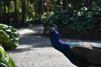 Garten der Gräfin - Arucas - Finca