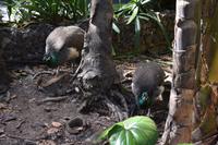 Garten der Gräfin - Arucas - Finca