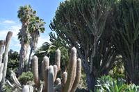 Garten der Gräfin - Arucas - Finca