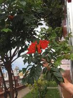 Pflanzenvielfalt auf Teneriffa 