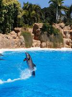 Delfinshow im Loro Parque 