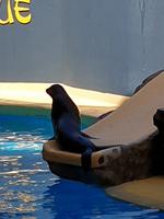 Robenshow im Loro Parque 