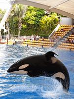 Orkashow im Loro Parque 