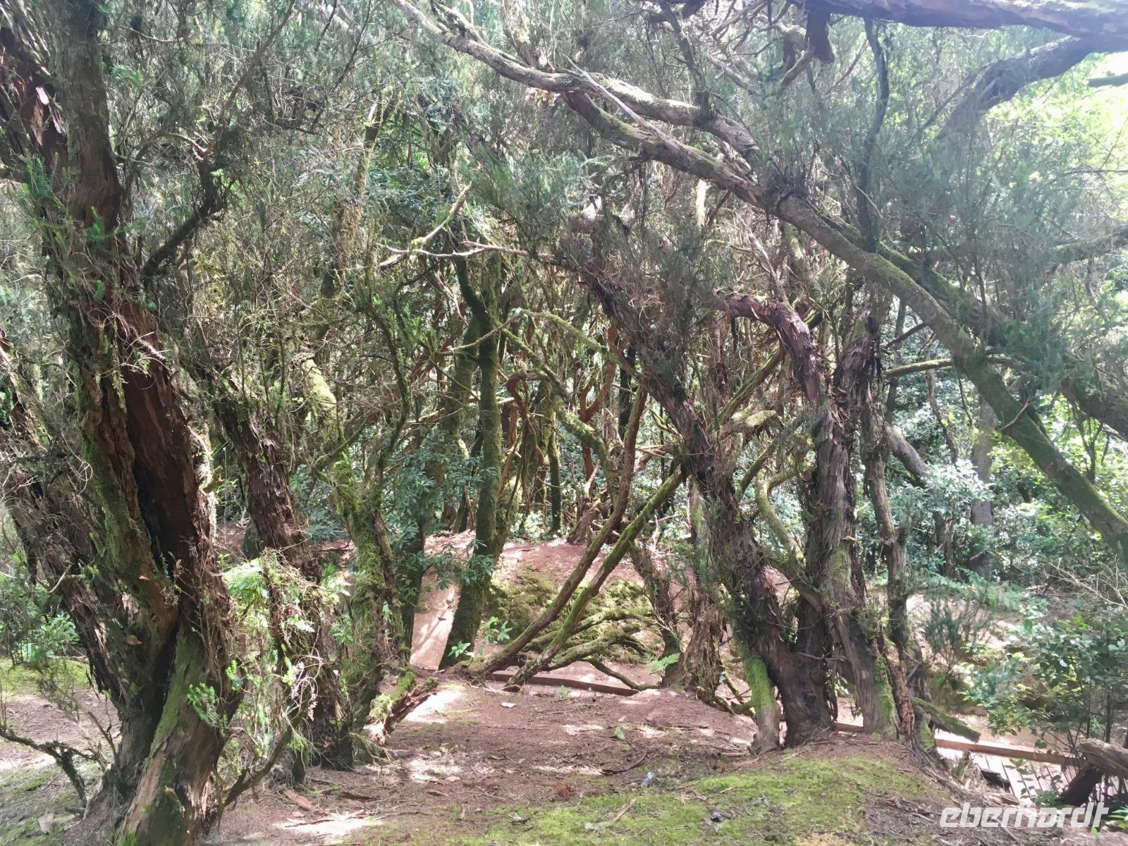 im Mercedeswald (Märchenwald)