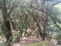 im Mercedeswald (Märchenwald)