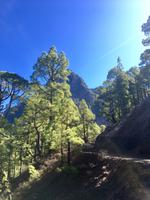 Kiefern im Nationalpark