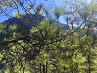 prächtige Nadeln der Kiefern im Nationalpark