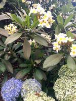 Wachsblumen und Hortensien im Garten der Töpferwerkstatt