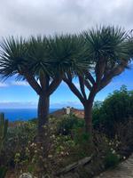 Drachenbaum mit Meer im Hintergrund