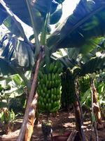 Bananenstaude im Garten der Gräfin
