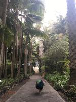 Pfau im Garten der Gräfin